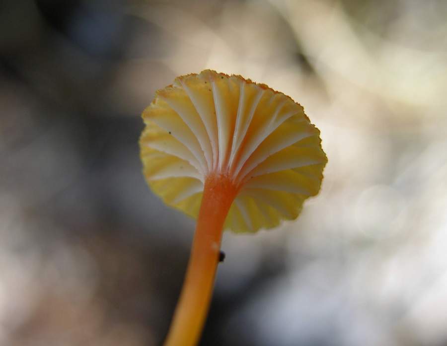 un fungo da classificare